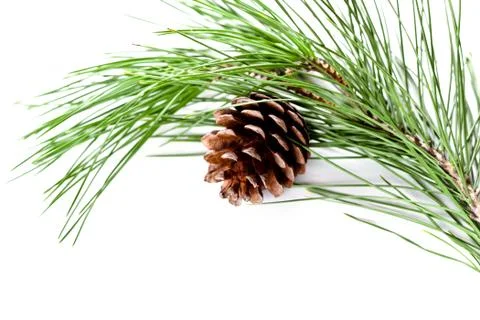 Fir tree branch with pinecone Stock Photos
