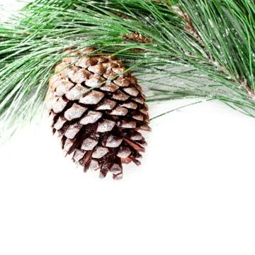 Fir tree branch with pinecone Stock Photos