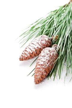 Fir tree branch with pinecones Stock Photos