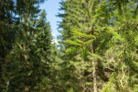 Fir tree branch shot from below against sky.Forest in summer. Stock-Fotos