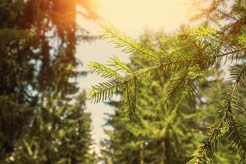 Fir tree branch shot from below against sky.Forest in summer. Stock Photos