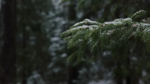 Fir tree branch in the snow against the backdrop of a winter forest, close up Stock Footage 293286006