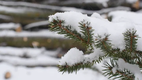 Fir Tree Branch With Snow On It Stock Footage 87718693