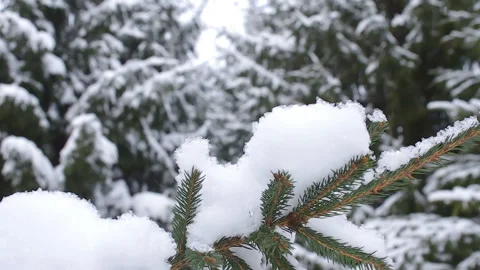 Fir-tree branch with the snow in the winter forest Stock Footage 100019639