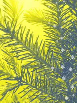 Fir tree branch with snowflakes pattern, bright light.  Winter and Christma.. Stock Photos