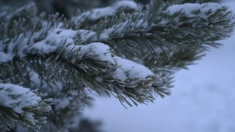 Fir tree branch in snowy forest in evening Stock Footage 122845632
