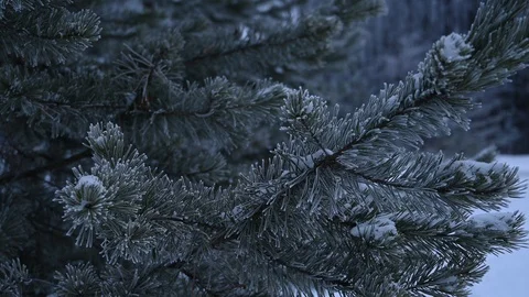 Fir tree branch in snowy forest in evening Stock Footage 122845675