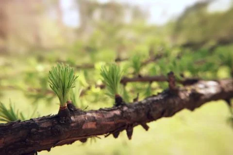 Fir tree branch spring macro photography natural background for design. Foto stock