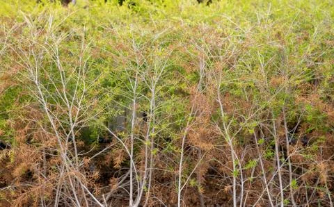 Fir of tree in branch texture background Stock Photos