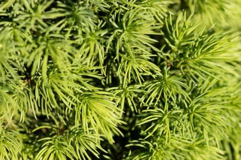Fir tree branch texture Stock Photos