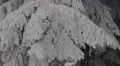 Fir Tree Branch Twig Loaded Snow Capped Covered Ice Flowers Cold Weather Winter HD Footage