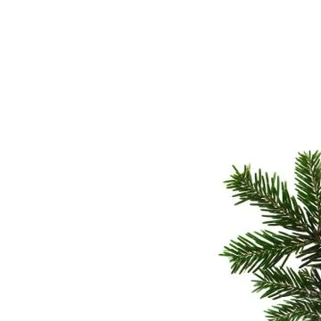 Fir tree branch on white background Stock Photos