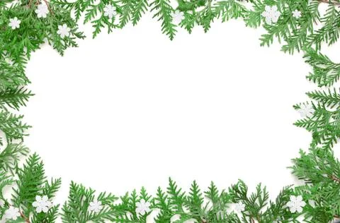Fir tree branch on white background. Top view. Stock Photos