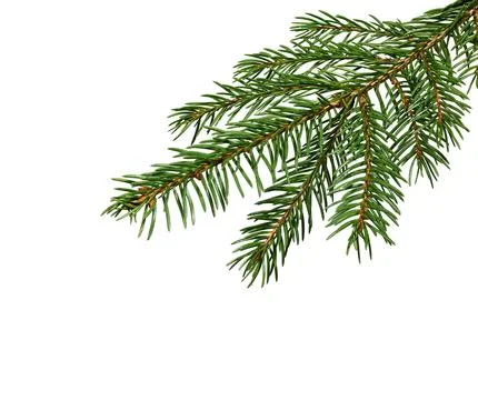 Fir tree branch on white Stock Photos