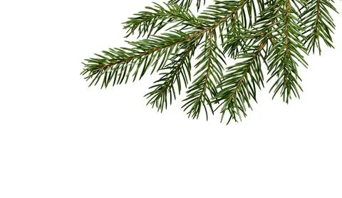 Fir tree branch on white. Stock Photos
