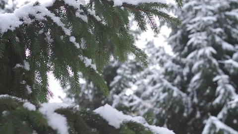 Fir-tree branch in the winter forest Stock Footage 100019747