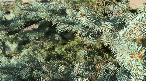 Fir tree branches 4K Stock Footage 42016765