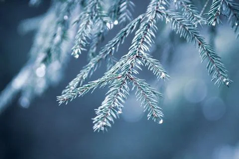 Fir tree branches after the rain.  Stock Photos