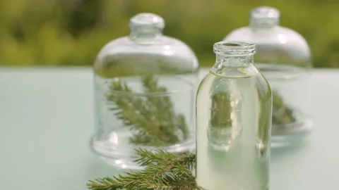 Fir tree branches and base oil Stock Footage 137247904