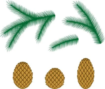 Fir tree branches and cones. Stock Illustration