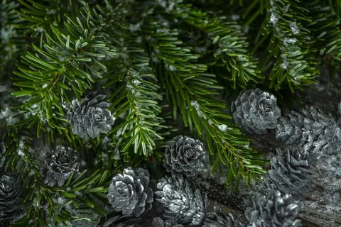 Fir tree branches and silver painted pine cones on a wooden snow background.  Foto stock
