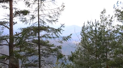 Fir tree branches on background of mountains in winter or spring Stock Footage 55444920