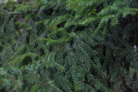 Fir tree branches background Stock Photos