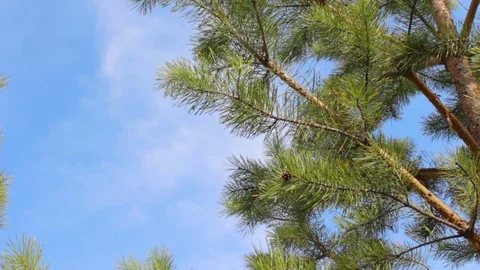 Fir tree branches blowing wind, white clouds on a blue sky Stock Footage 75365353