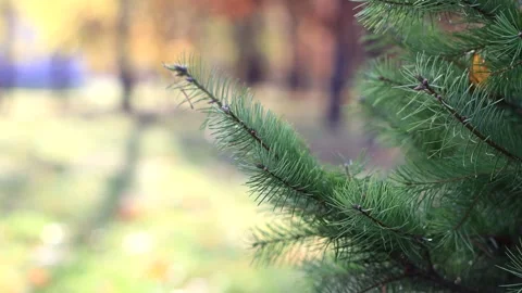 Fir tree branches. Calming autumn background. Stock Footage 303083424
