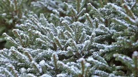 Fir Tree Branches. Christmas Theme Stock Footage 119848155