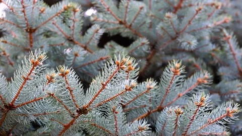 Fir Tree Branches. Christmas Theme Stock Footage 119848210