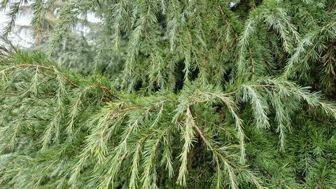 Fir tree branches close-up. Coniferous forest Stock Photos