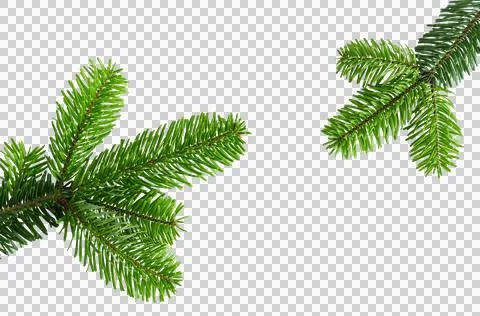 Fir tree branches close up isolated png on transparent background banner. Cutout Stock Photos