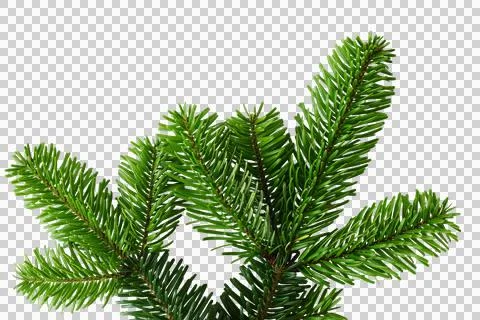 Fir tree branches close up isolated png on transparent background banner. Cutout Stock Photos