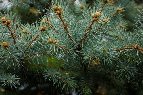 Fir tree branches close up. Stock Photos