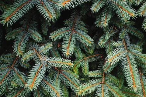 Fir tree branches close up. Stock Photos