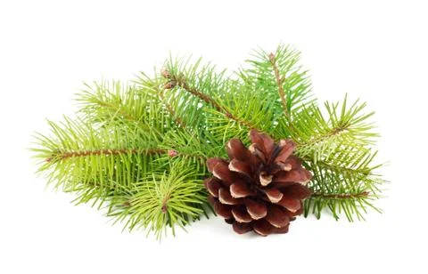 Fir tree branches with cone isolated on white background Stock Photos
