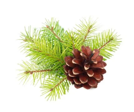 Fir tree branches with cone isolated on white background Stock Photos