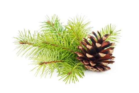 Fir tree branches with cone isolated on white background Stock Photos