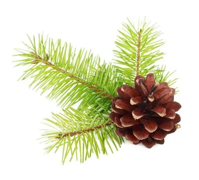 Fir tree branches with cone isolated on white background Stock Photos