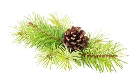 Fir tree branches with cone isolated on white background Stock Photos