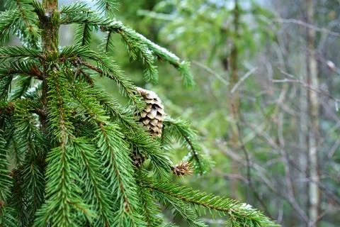 Fir tree branches with a cone. Stock Photos