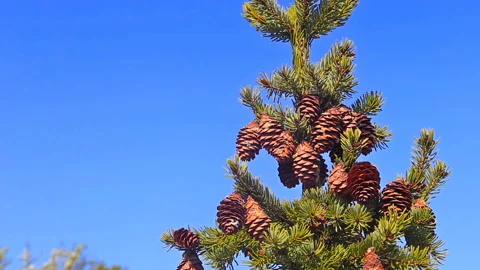Fir tree branches with cones against deep blue sky Stock Footage 119845109