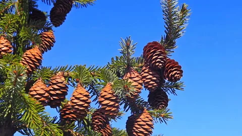 Fir tree branches with cones against deep blue sky Stock Footage 119845353