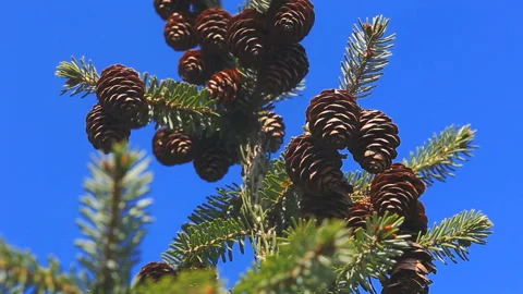 Fir tree branches with cones against deep blue sky Stock Footage 119845745