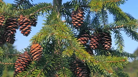 Fir tree branches with cones against deep blue sky Stock Footage 119845972