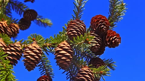 Fir tree branches with cones against deep blue sky Stock Footage 119846150