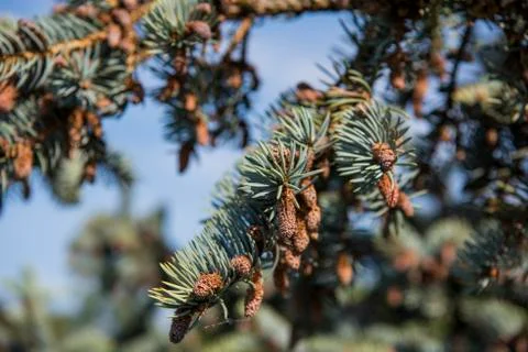 Fir-tree branches with cones on blue sky background. Stock Photos