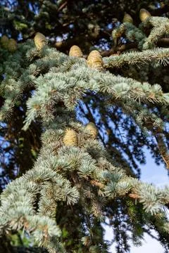 Fir tree branches with cones close-up in sunlight Stock Photos