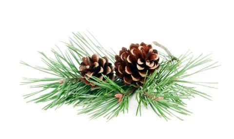 Fir tree branches with cones isolated on white background Stockfoto's